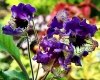 Streptocarpus TF-BEETHOVEN 